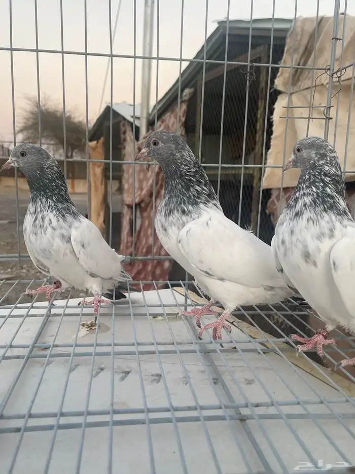 حمام باكستاني قولدن 15