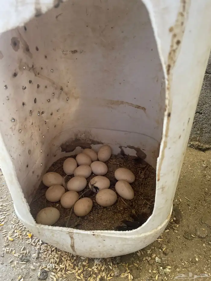 دجاج جبانيز 4