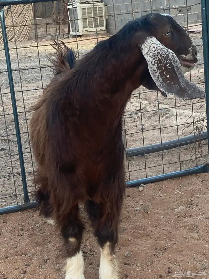 فحل معزا تيس مصري شق ثلاثة فاخر(تم البيع) 3