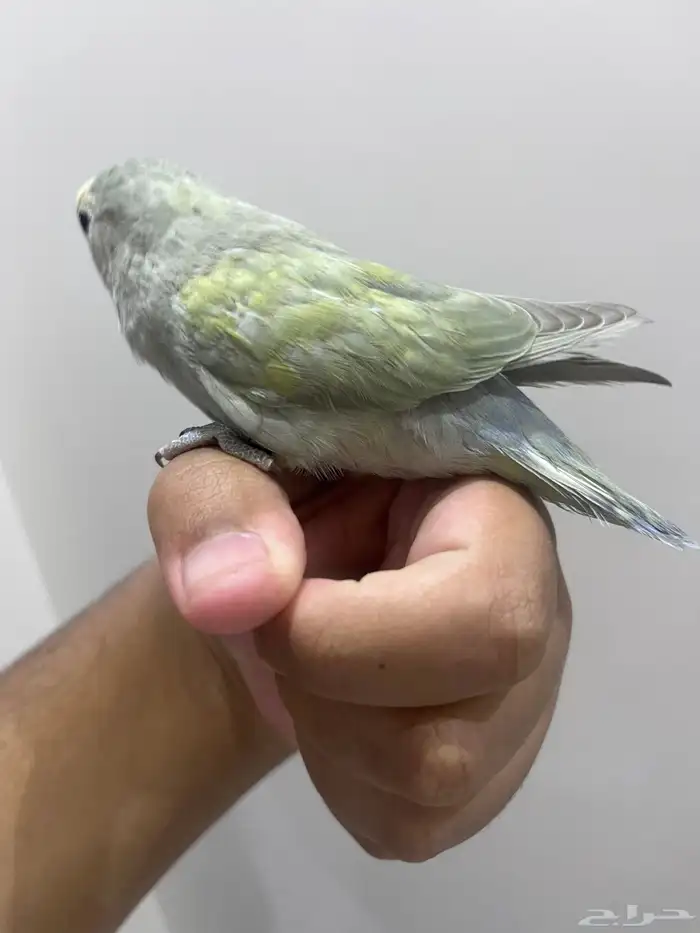 روز اليف لون مميز 3