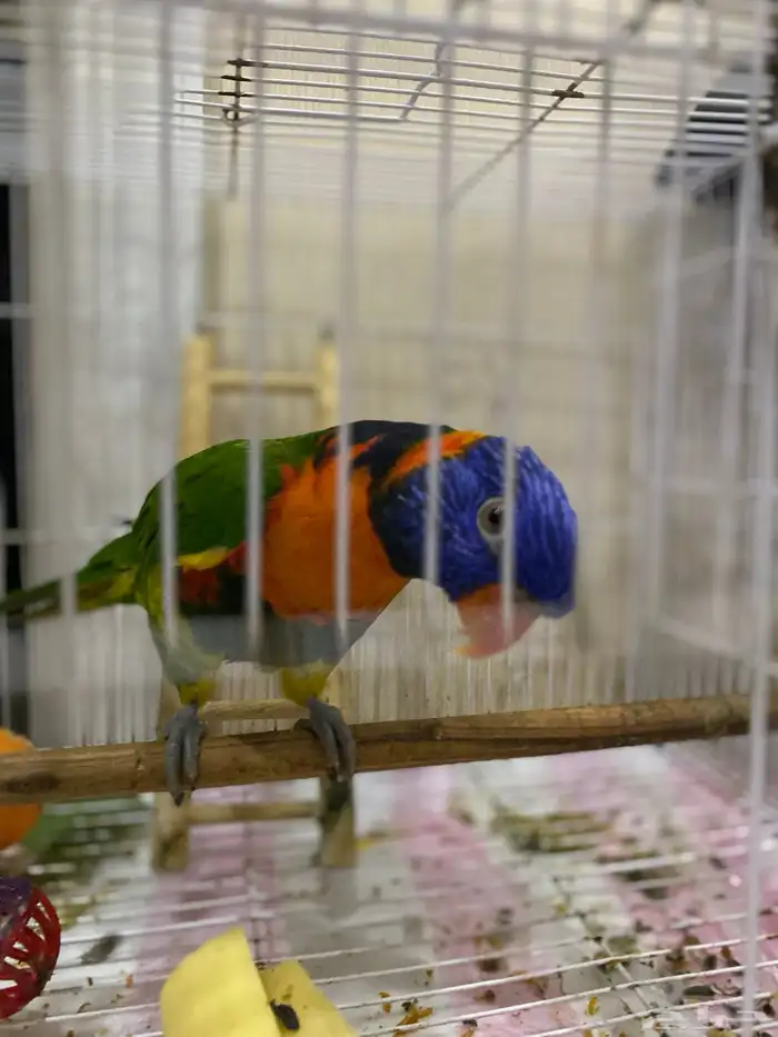 ببغاء لوري 1