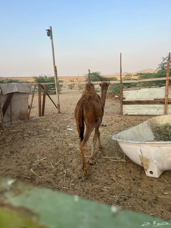 خلفه 9