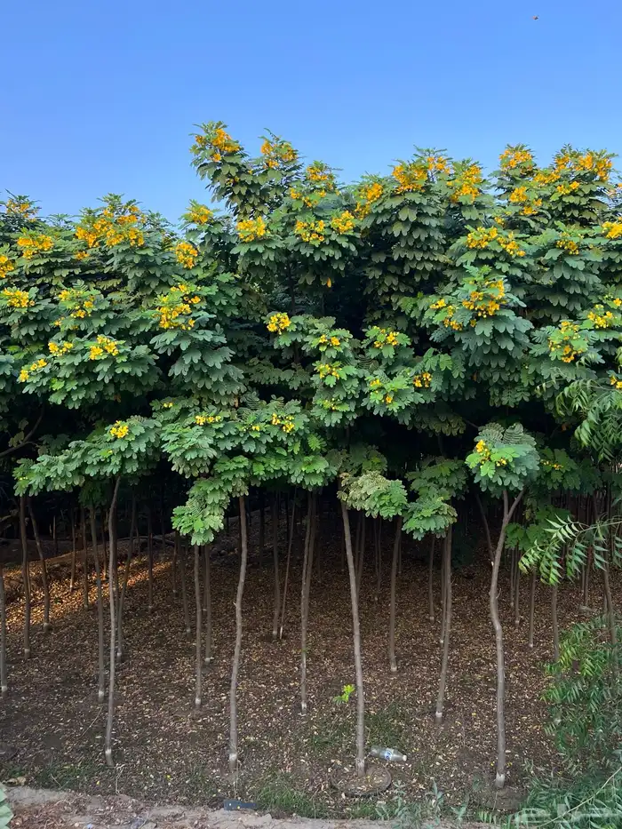 مشتل مؤسسة ميم للتشجير 12