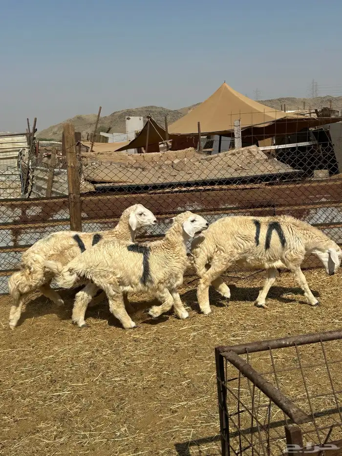 طليان حري ثلاجة مناسبات 15