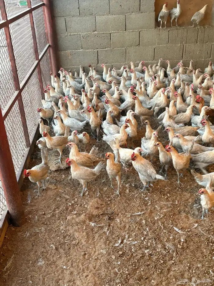 دجاج فيومي العدد 1300 البيع بعدد الي تبيه 0