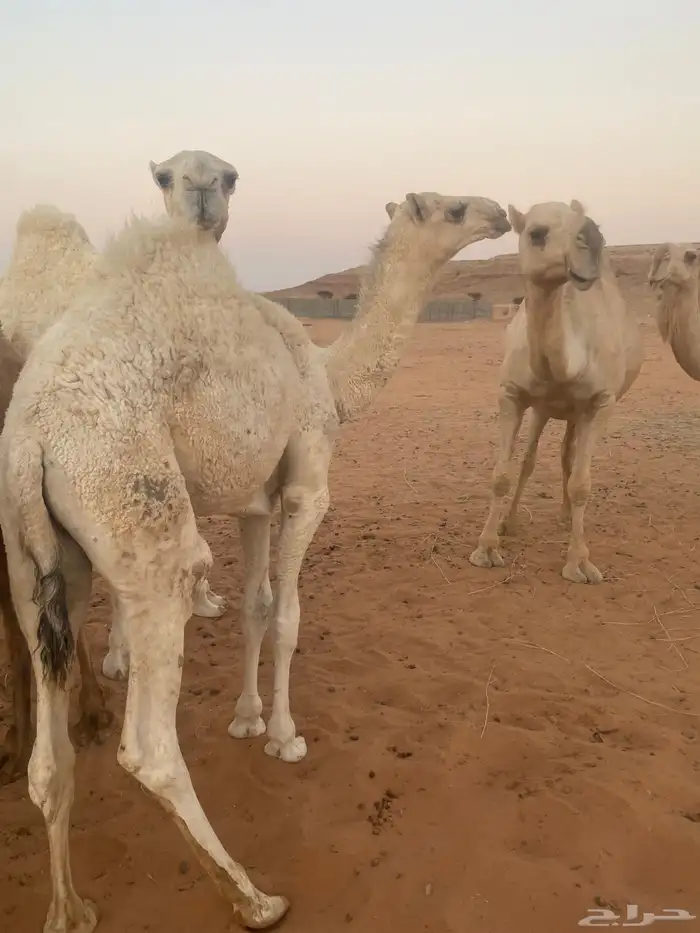 قعود عمره 7 شهور ولد الزعيم الباتلي ولد مضيم عمير ع التحليل 2