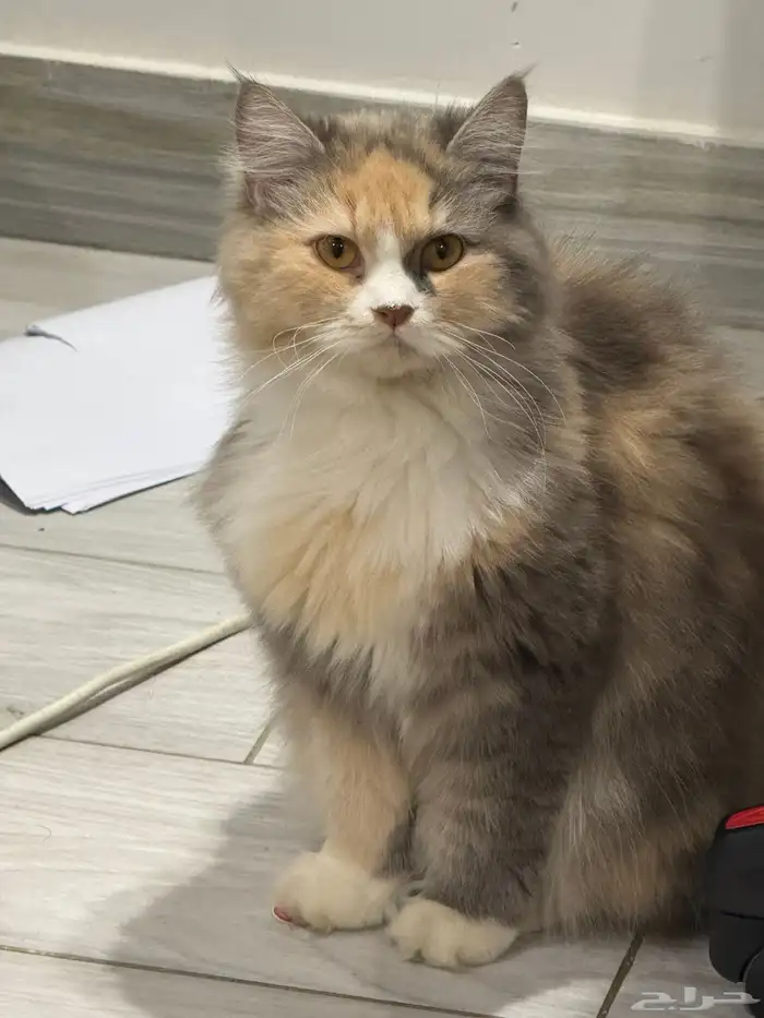 قطط شيرازي 0