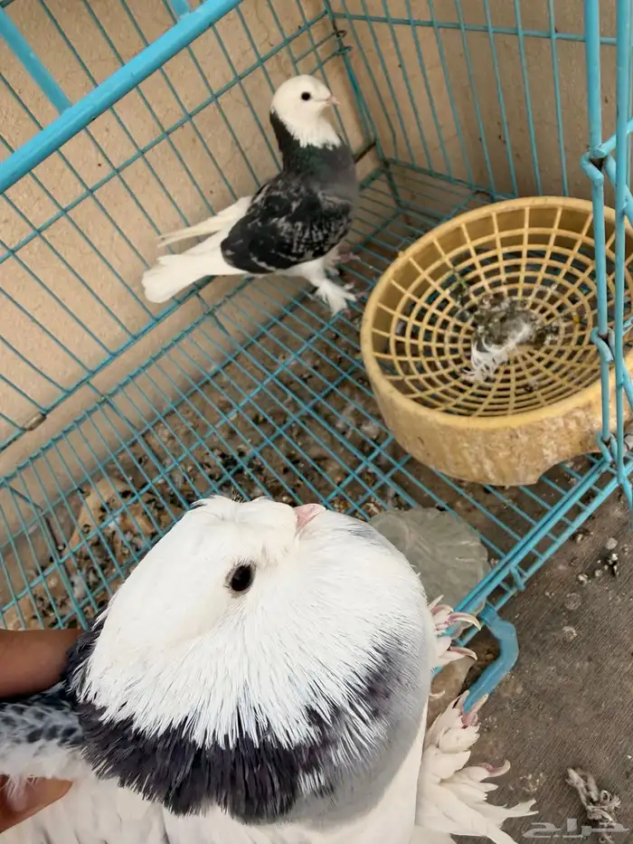 حمام تركي 3