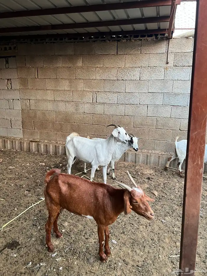 غنم مقاني دفع مشروطه سديس و جامع المجاردة 1