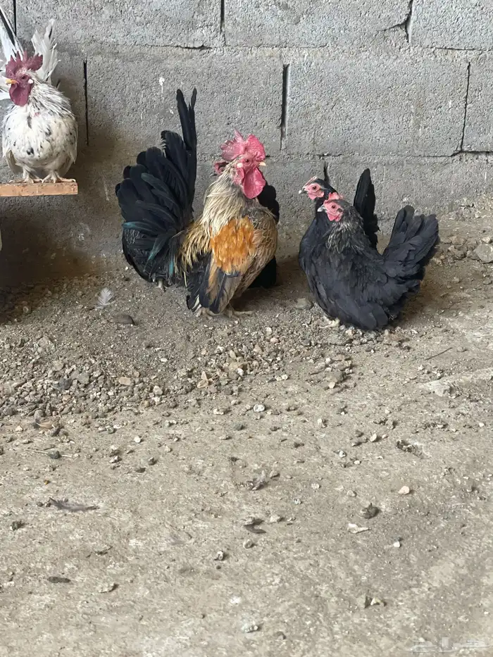 دجاج جبانيز 0