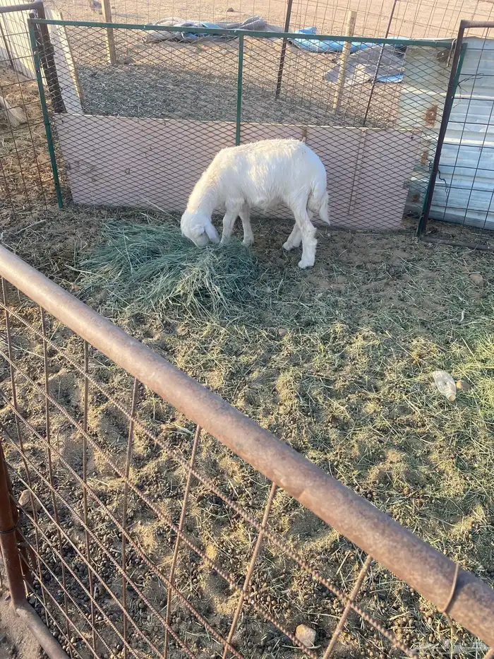 طلي. حري العمر. 3شهور. فل شحم شرط 0