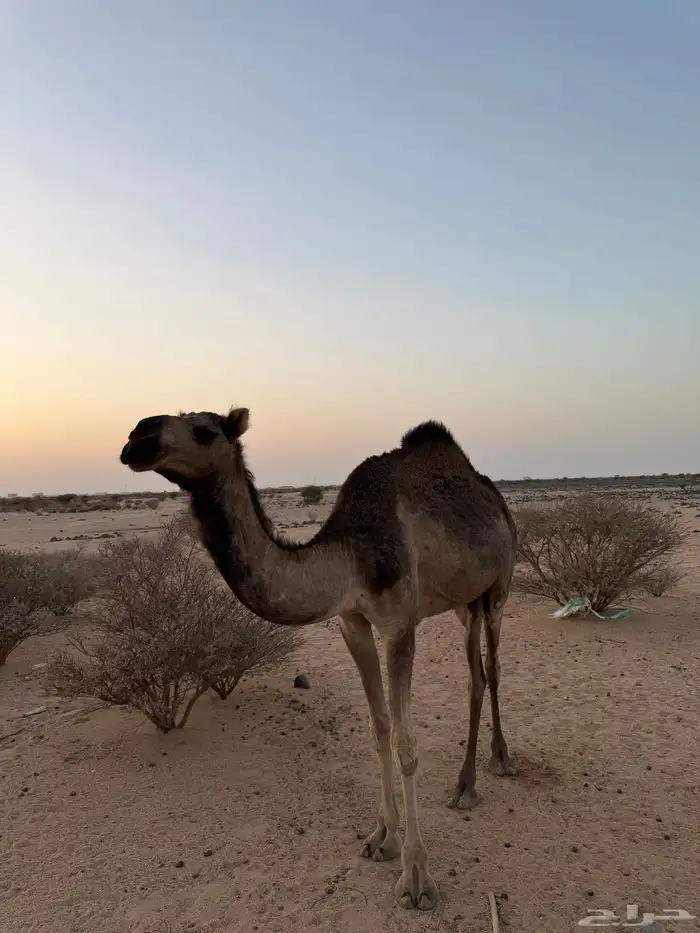 بكره سنها لقيه ضروب 1