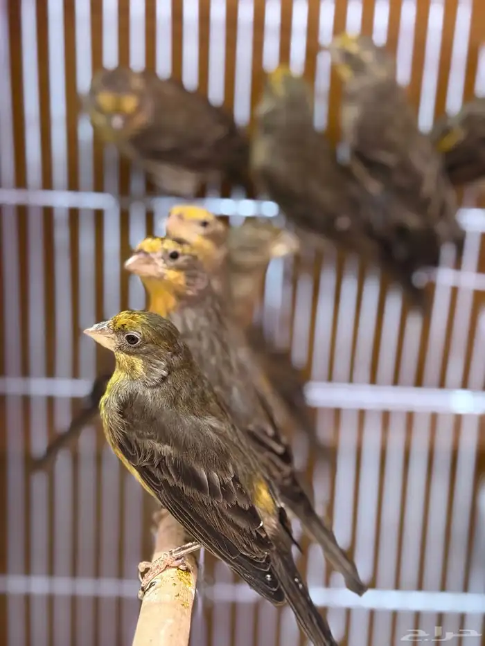 هاوس فينش الاصفر او النينو الجزائري 3