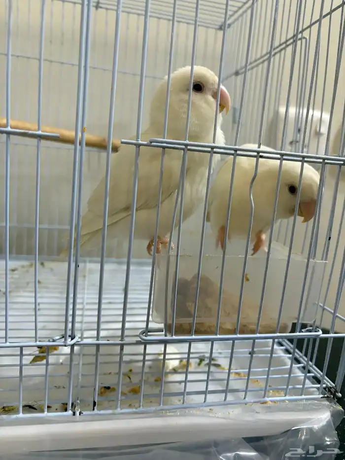 جوز روز البينو منتج شرط 2