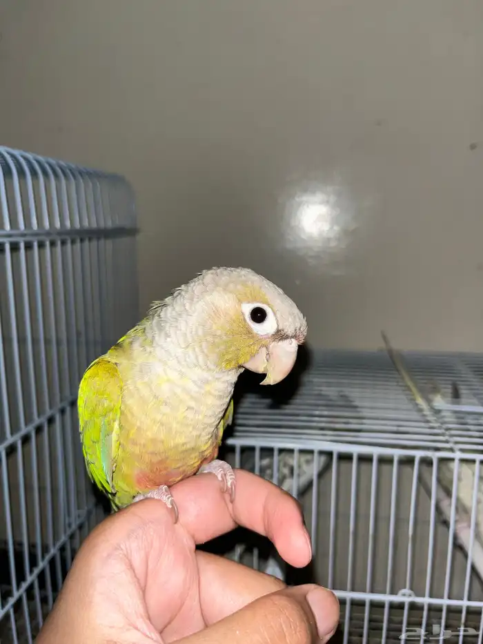 انثى كنيور اناناس نص ولافه 1