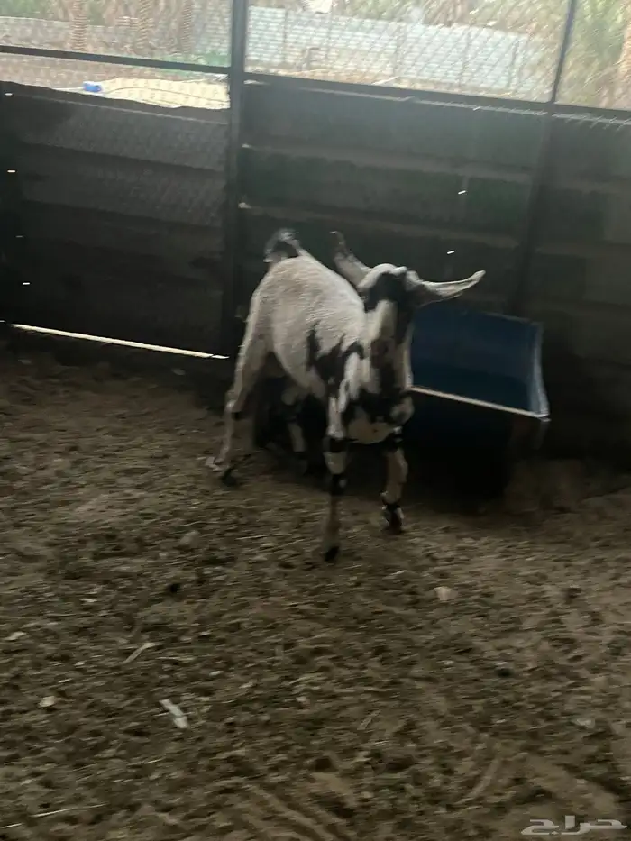 للبيع تيس عماني عله سوم 2