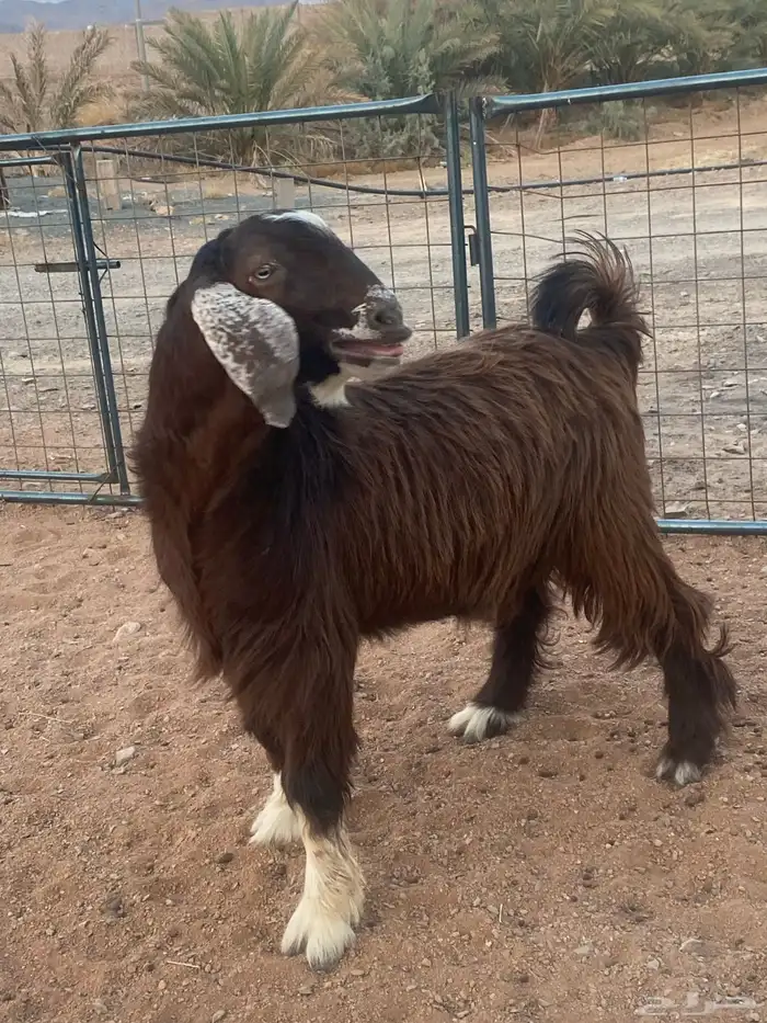 فحل معزا تيس مصري شق ثلاثة فاخر(تم البيع) 12