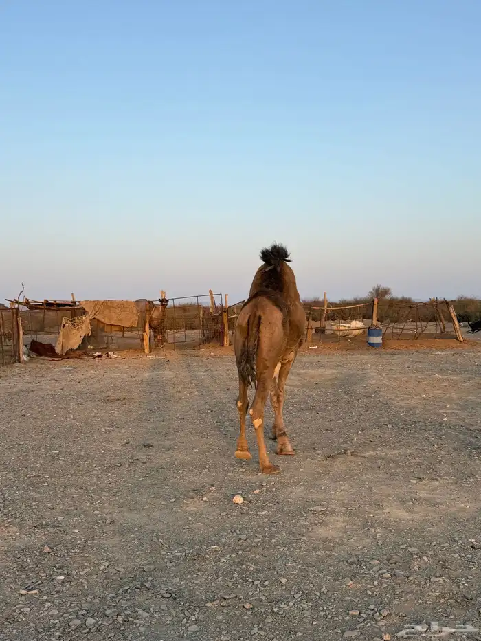 جمل حمر ضراب وعشار ع الشرط 5