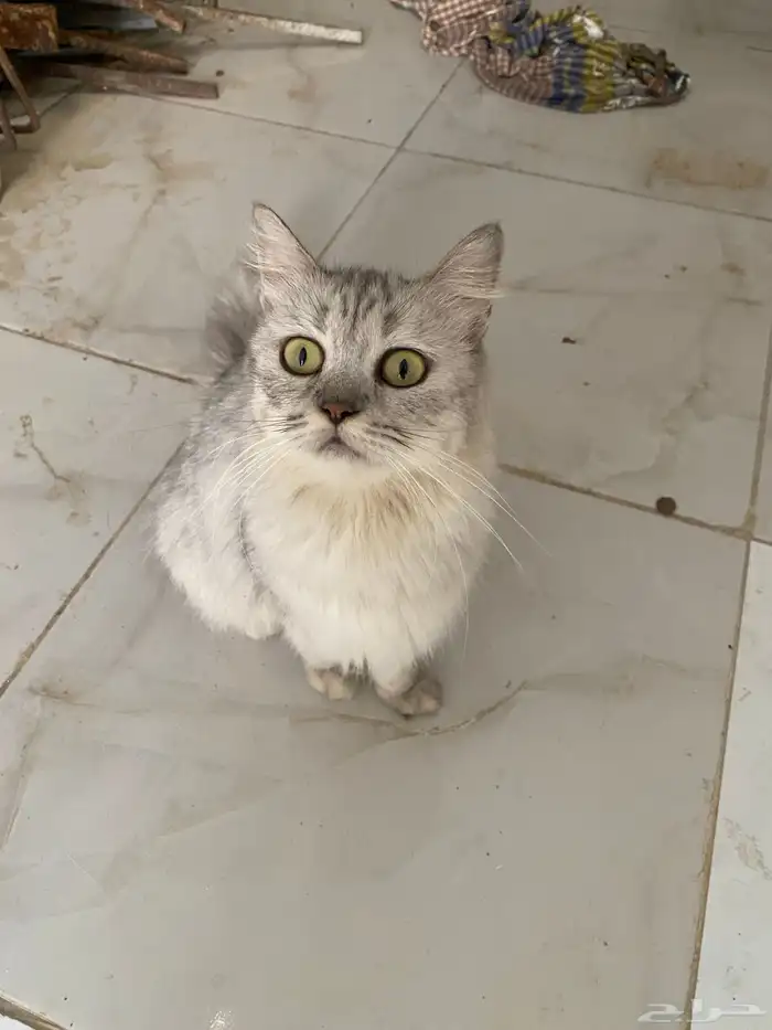 قطوه 1