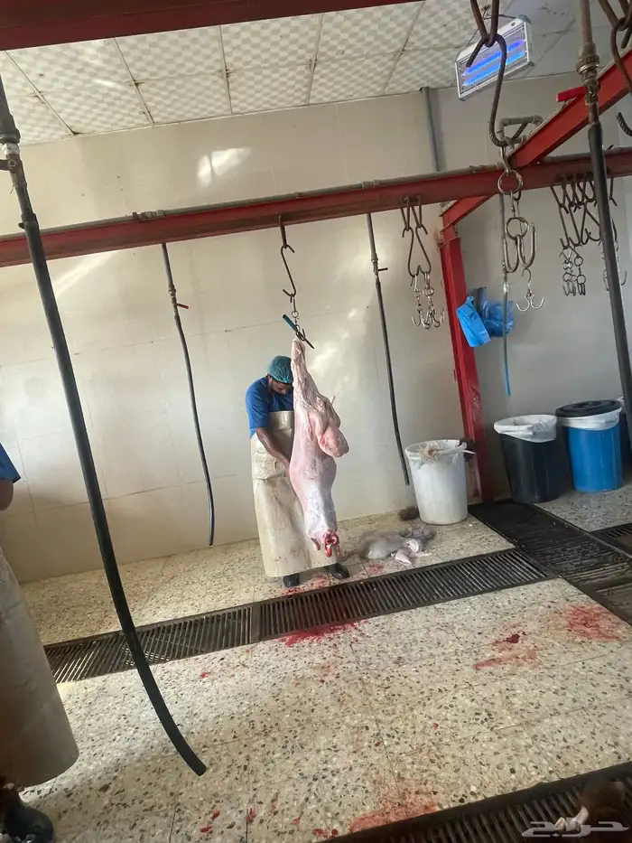 ذبايح فاخره ثلاجه تمايم ضيفه 11