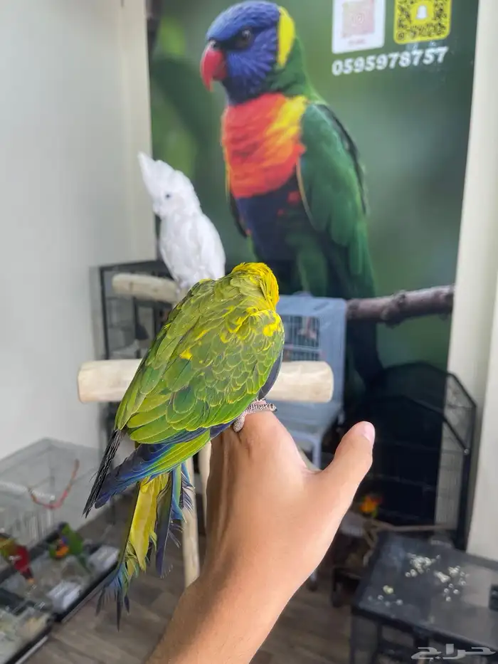 صن كنيور اليف وهدد تم البيع 3