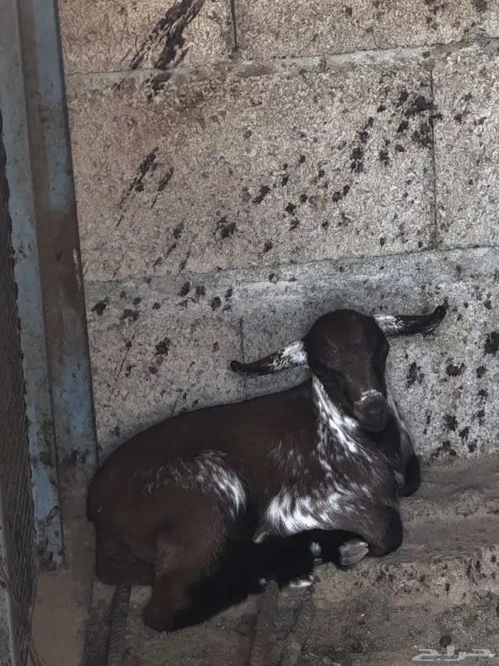 شاة متاوم عليها اثنين ذكران 4