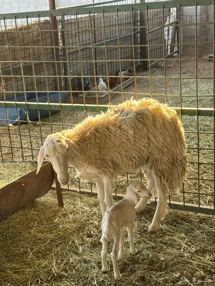 حريه سنها رباع تحتها واحد للبيع 3