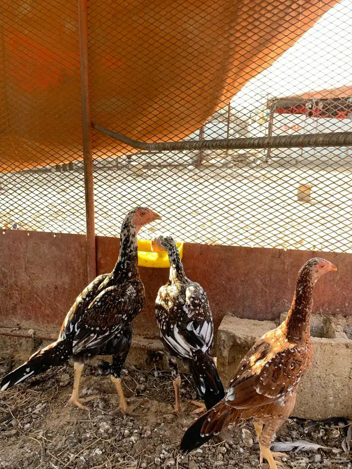 دجاج سندي 15