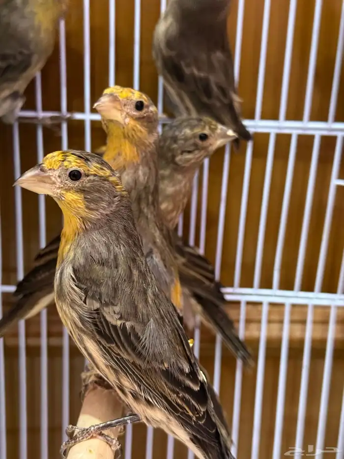 هاوس فينش الاصفر او النينو الجزائري 0