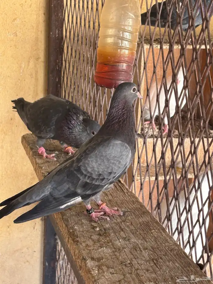 حمام صنعاوي صنعاني 0