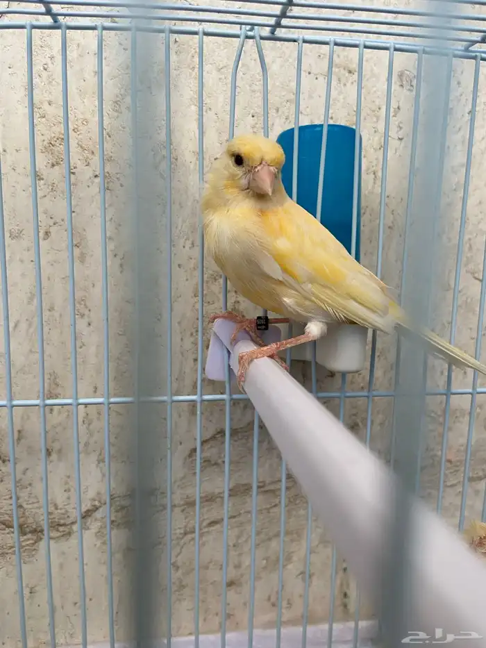 للبيع كناري مجهول الجنس 2