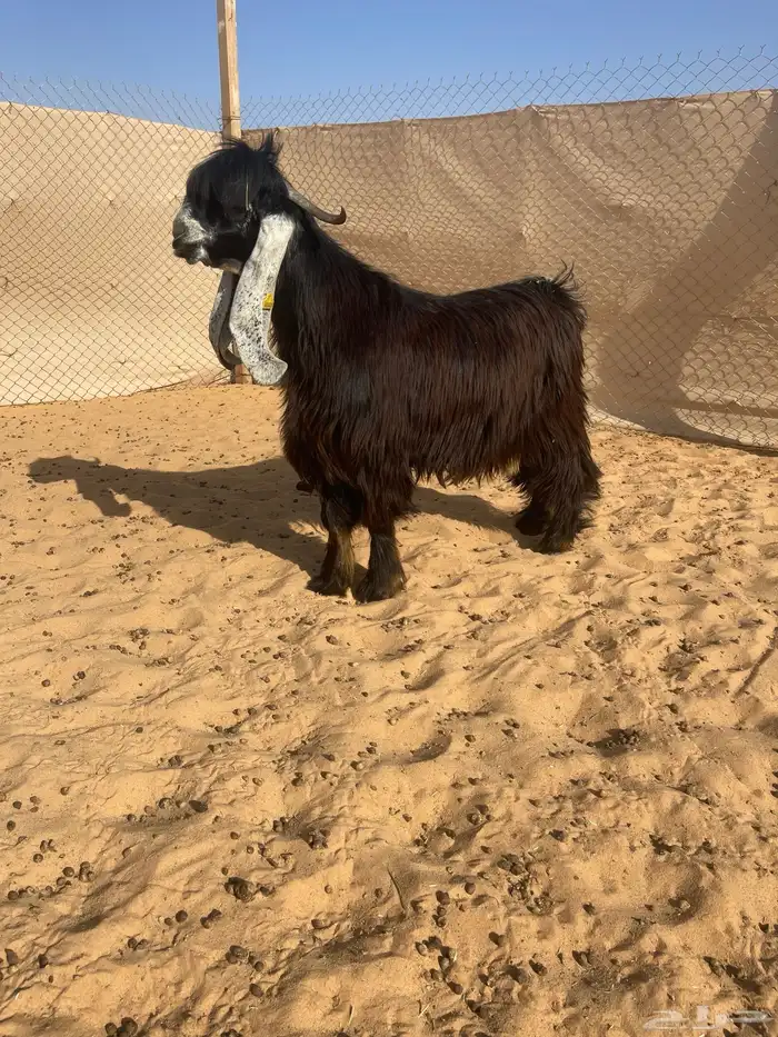 عرض بيع جذع عارضي صنف 0