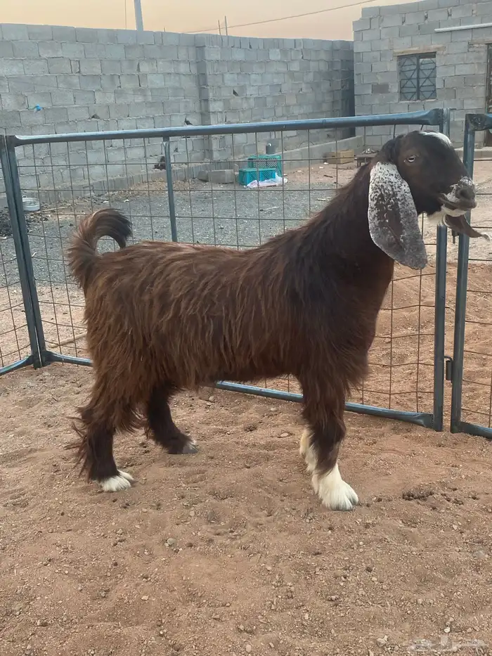 فحل معزا تيس مصري شق ثلاثة فاخر(تم البيع) 7