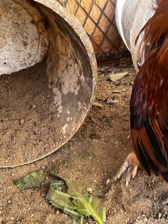 سلام عليكم نعرض لكم اليوم ثالث دجاج وديك ماشالله تبارك الله 2