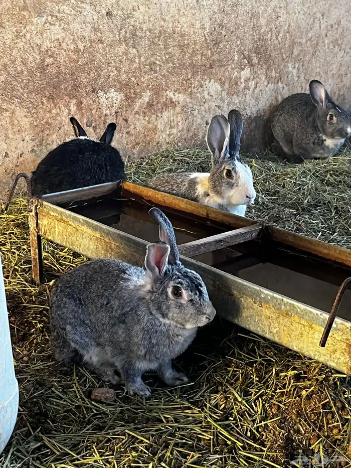 ارانب للبيع شرط. 1