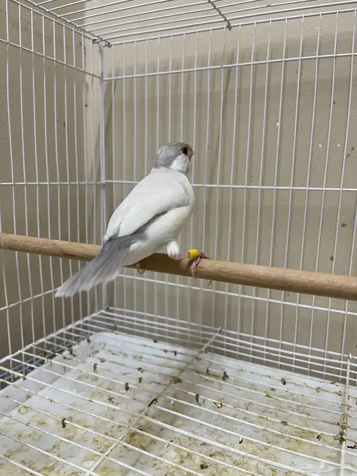 ذكر جاوا طفرة (تم البيع ) 2