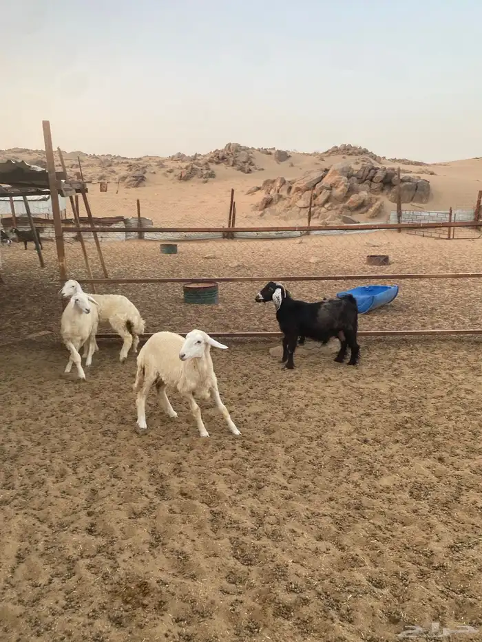 رخال حريه ( تمم البيع ) 5