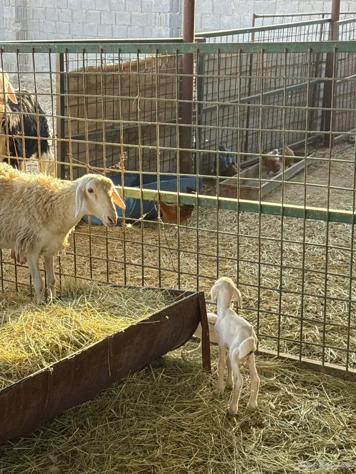 حريه سنها رباع تحتها واحد للبيع 2