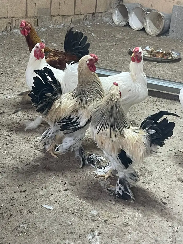 ديكة براهما 30 ريال 0