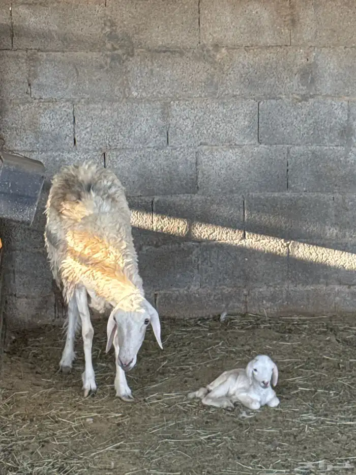 حريه سنها رباع تحتها واحد للبيع 1