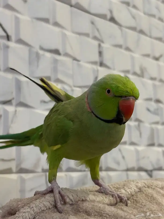 ببغاء دره باكستاني 0