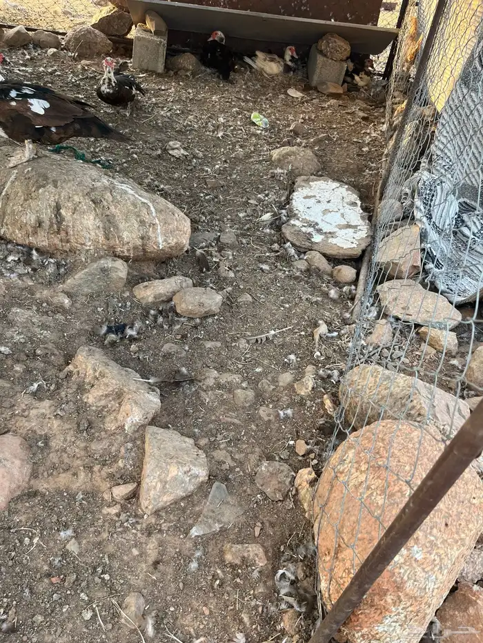 بط بلدي 2