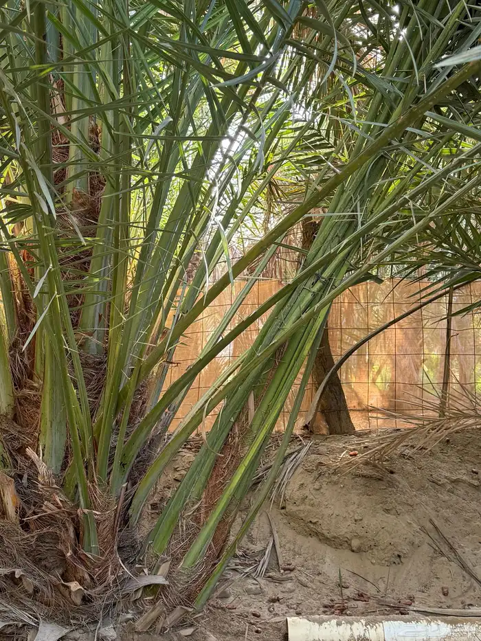 جثيث صفري للبيع كبير وصغير 1