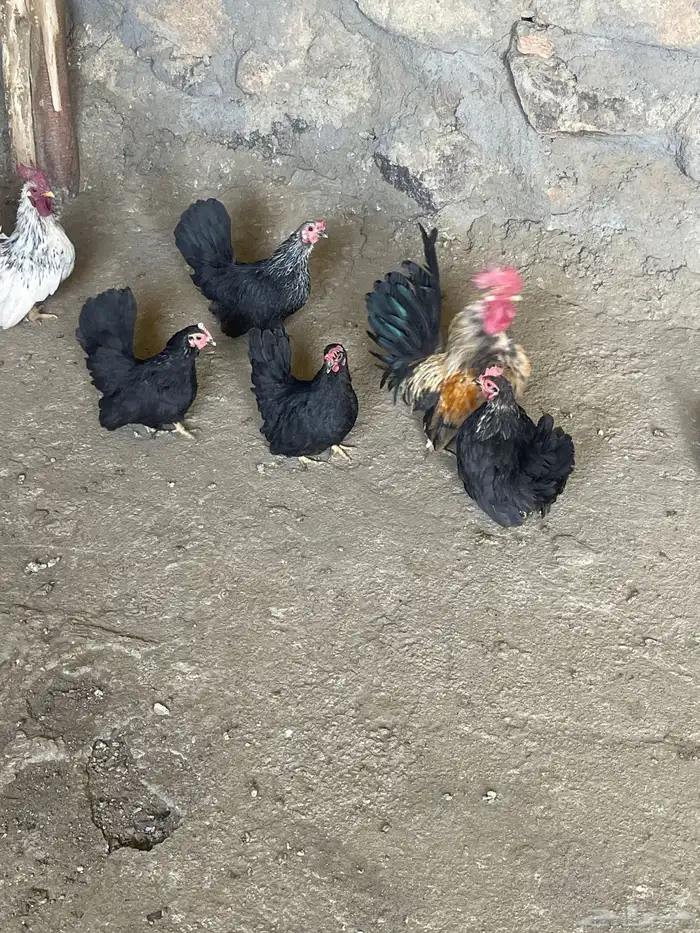 دجاج جبانيز 3