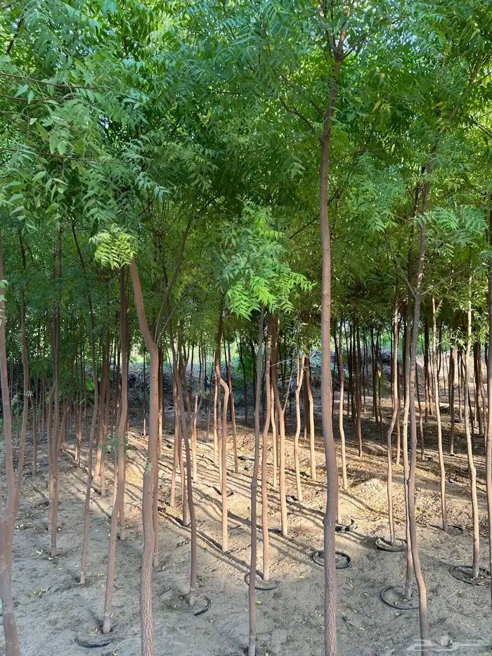 مشتل مؤسسة ميم للتشجير 10