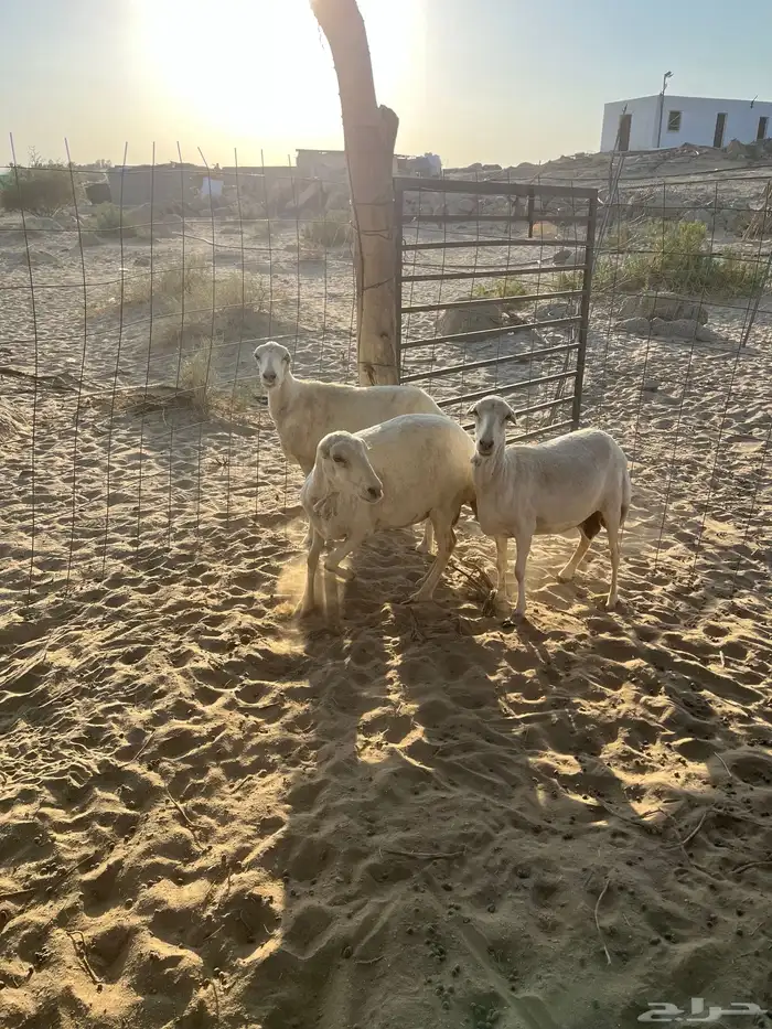 ضان تهاميه 0