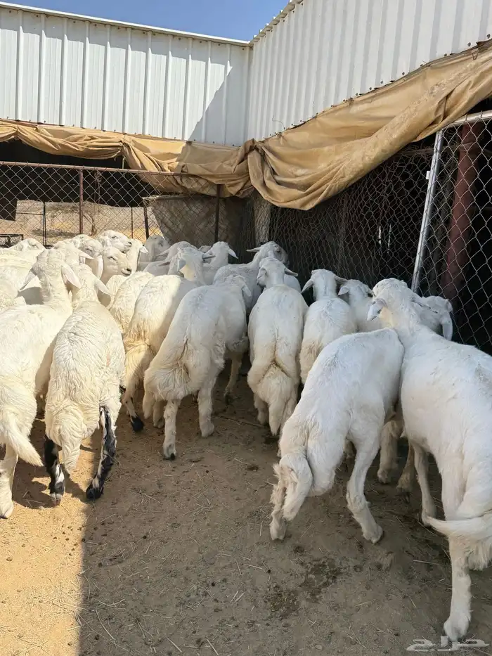 35 خروف شرط مقفله شحم وطرف وجنب 0