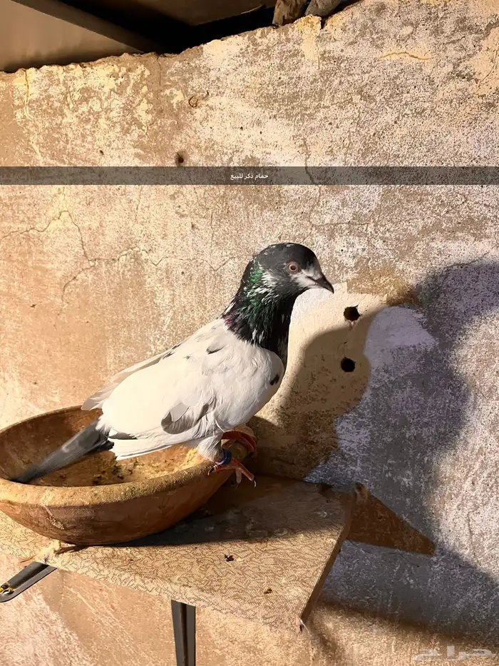 حمام للبيع 1