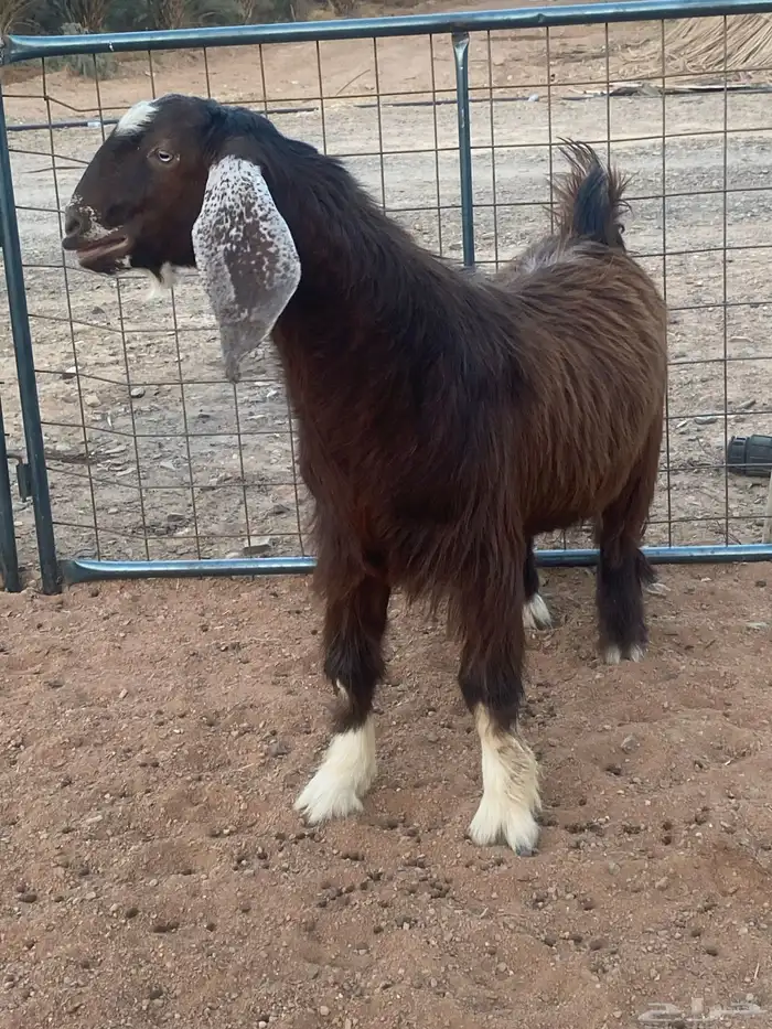 فحل معزا تيس مصري شق ثلاثة فاخر(تم البيع) 1