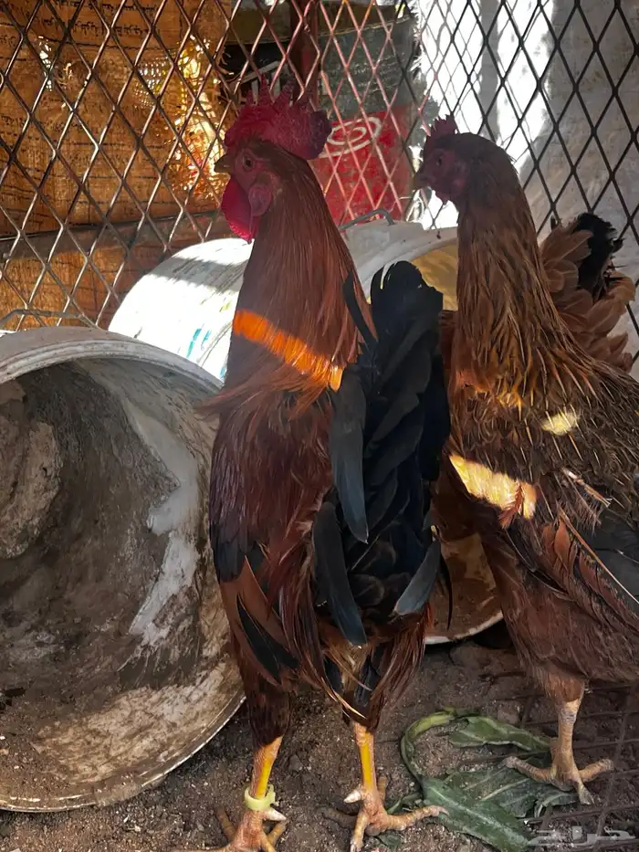 سلام عليكم نعرض لكم اليوم ثالث دجاج وديك ماشالله تبارك الله 1